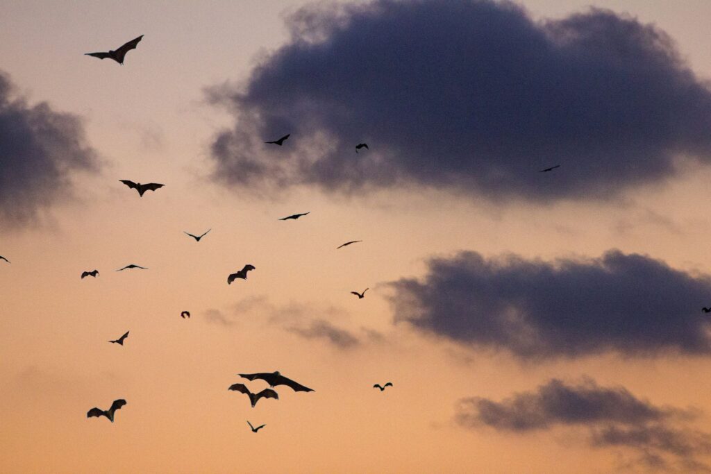 ELWIND paraksta līgumu ar 3BIRD SYSTEMS, lai izpētītu atkrastes vēja parka ietekmi uz sikspārņiem